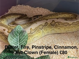 Python Snake reptiles - Advert 1