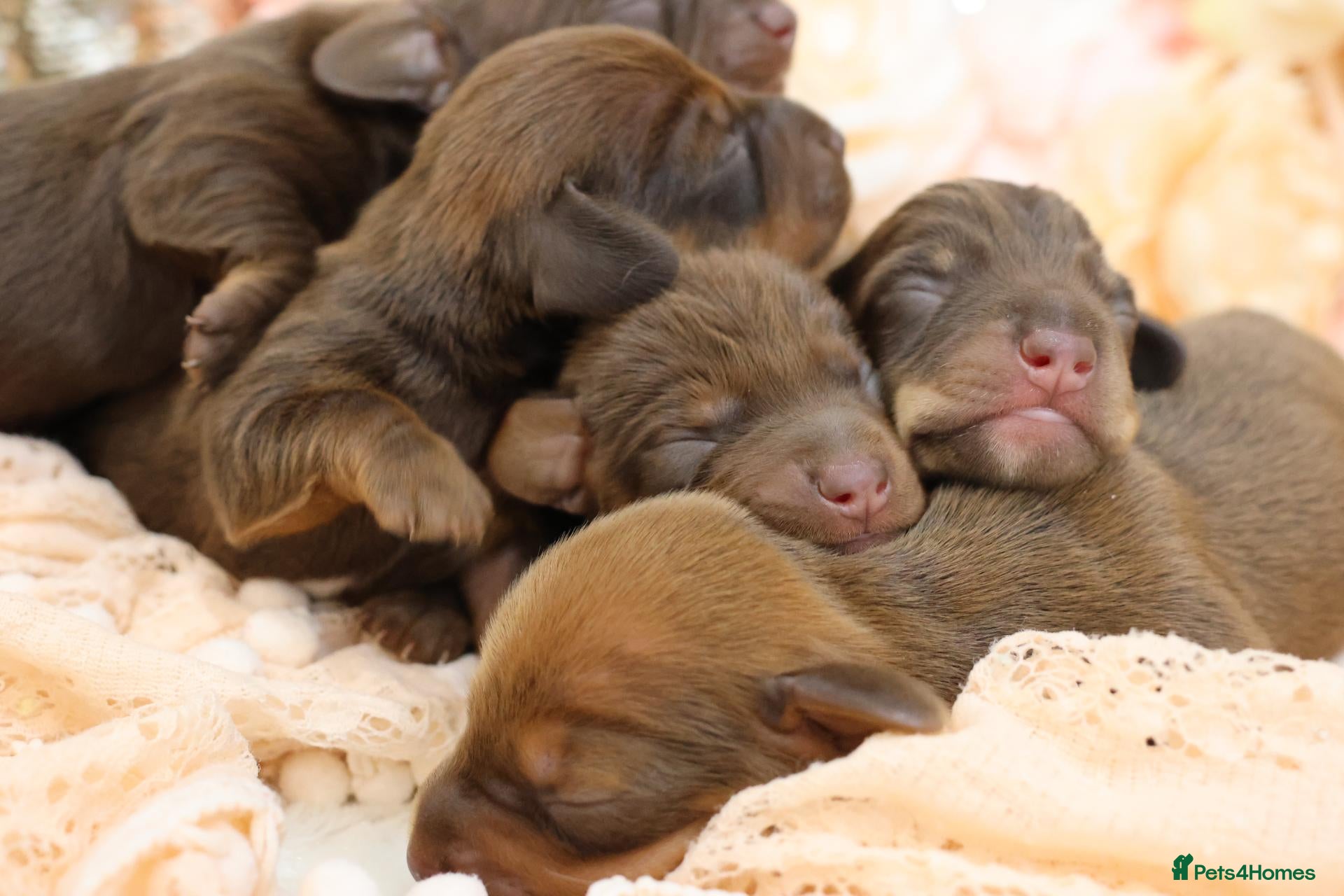 Miniature Dachshund dogs KC Miniature Dachshund Puppies - Advert 2