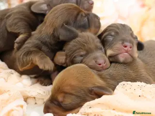 Miniature Dachshund dogs KC Miniature Dachshund Puppies - Advert 1