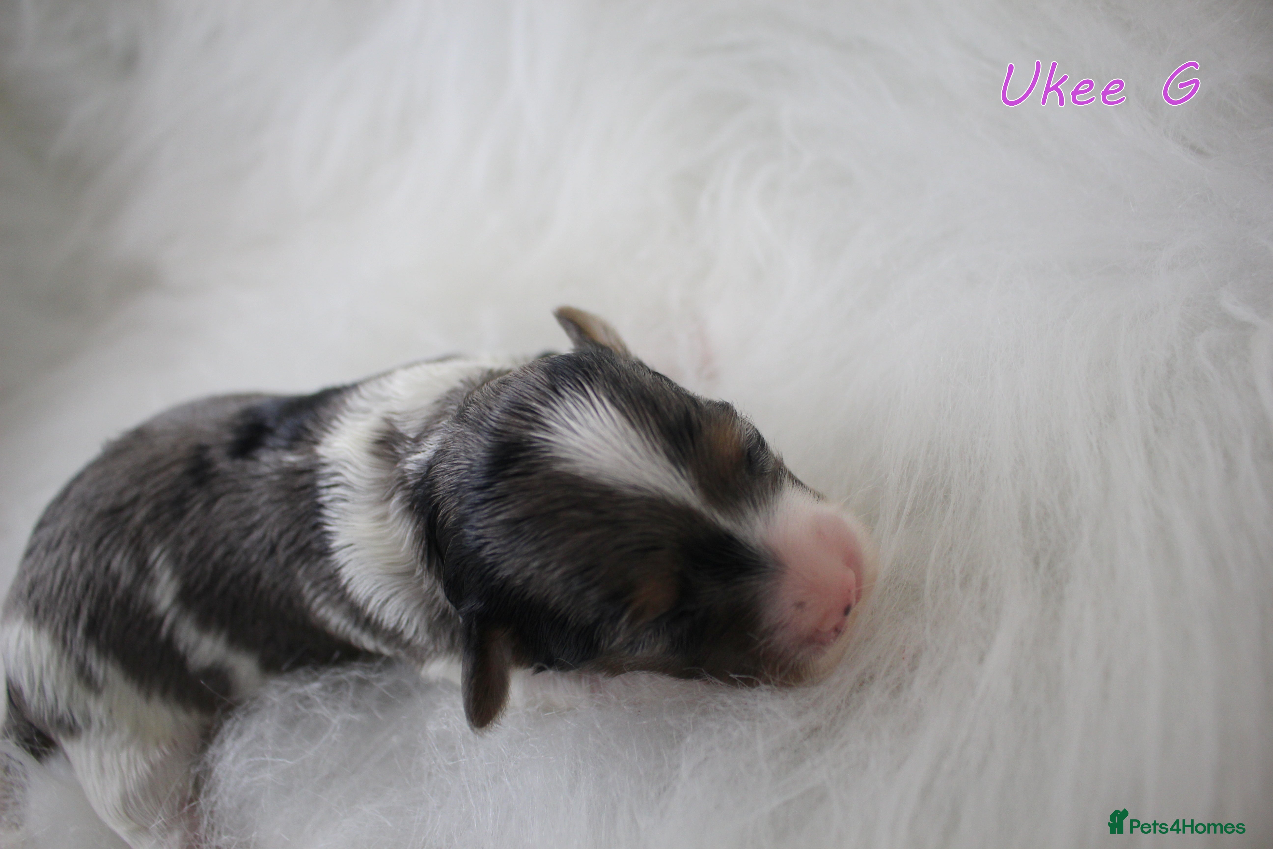 Biewer Terrier dogs ✨ Stunning Biewer & Merle Yorkies – Ready Apr 25 ✨ - Advert 2