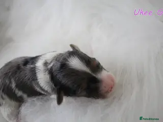 Biewer Terrier dogs ✨ Stunning Biewer & Merle Yorkies – Ready Apr 25 ✨ - Advert 2