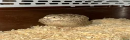 Quail poultry for sale: 2 young Male Coturnix Quail  - Advert 5