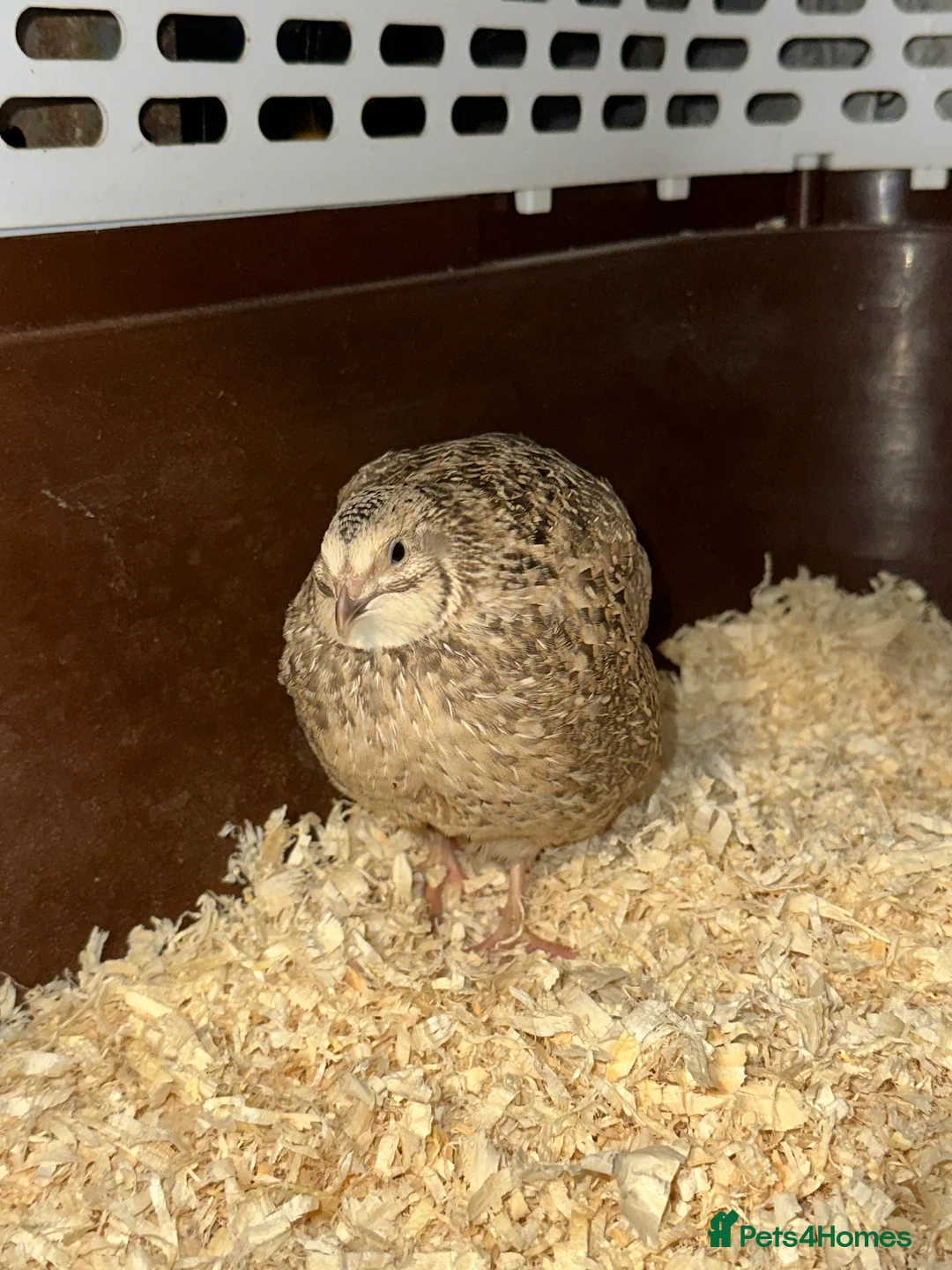 Quail poultry for sale: 2 young Male Coturnix Quail  - Advert 5