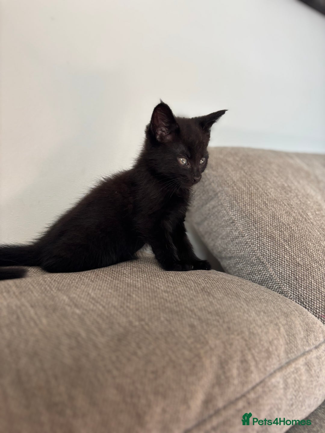 Maine Coon cats for sale:  kittens ready to leave 5th July  - Image 9