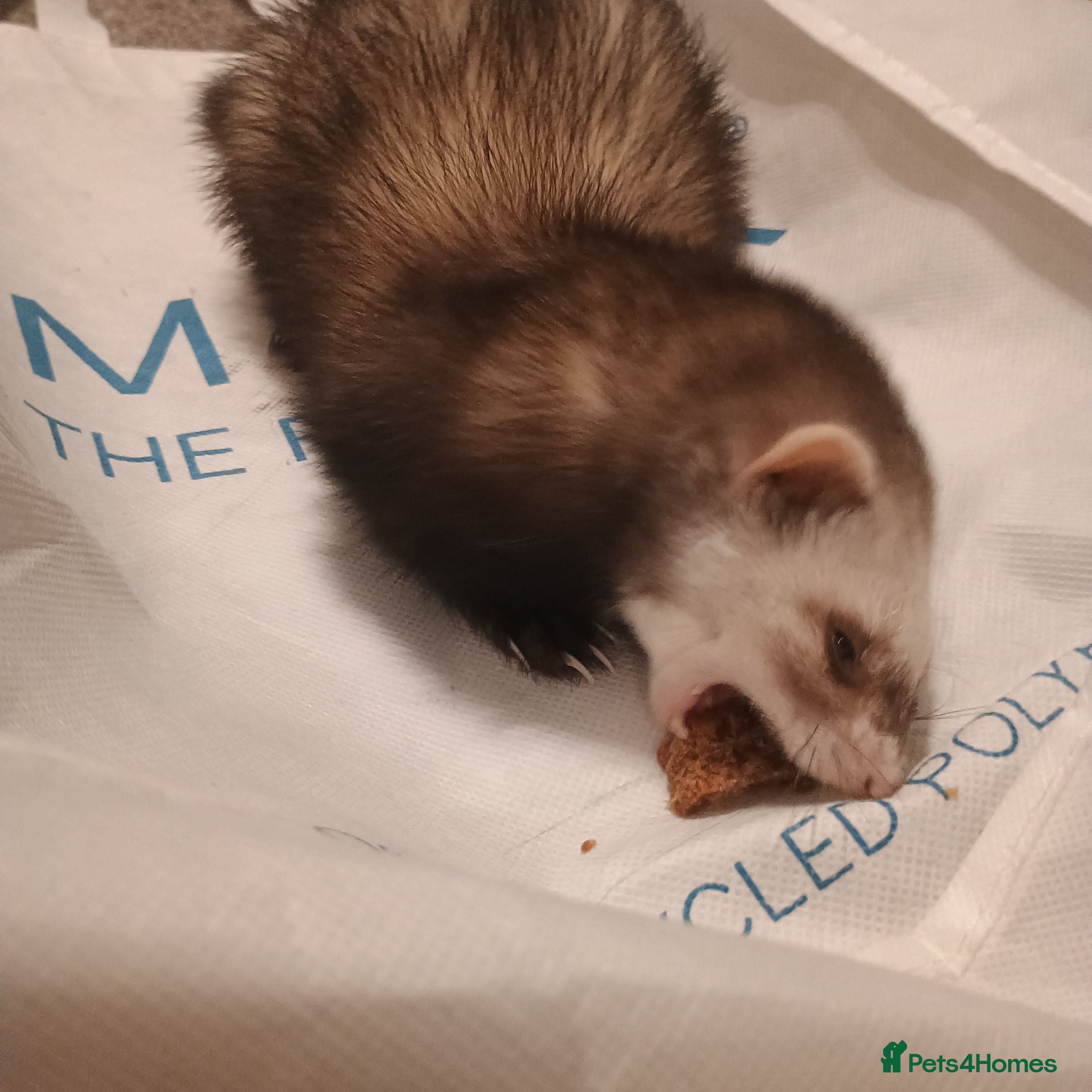 Ferret rodents Thunder  - Advert 4