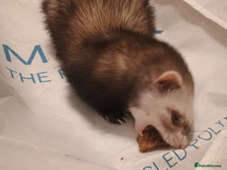 Ferret rodents Thunder - Advert 4