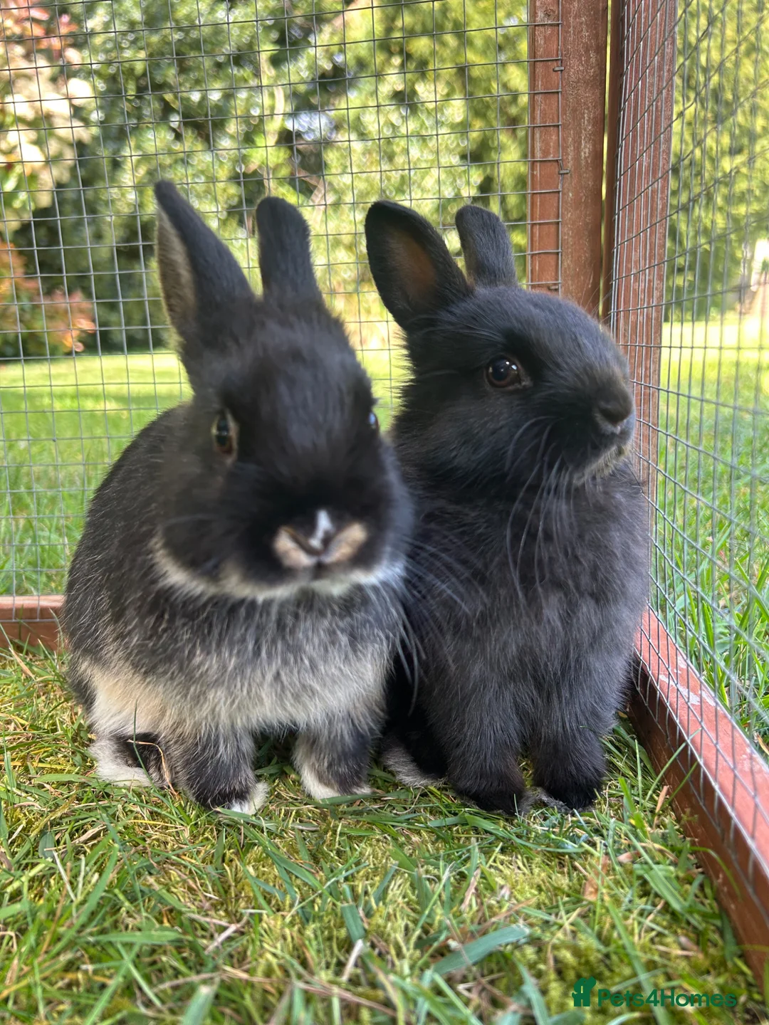 Netherland Dwarf rabbits for sale: 2 female purebred Netherland dwarf rabbits  - Advert 1