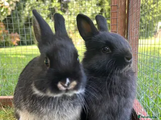 Netherland Dwarf rabbits 2 female purebred Netherland dwarf rabbits - Advert 8