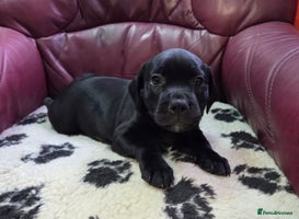 Staffordshire Bull Terrier dogs - Advert 4