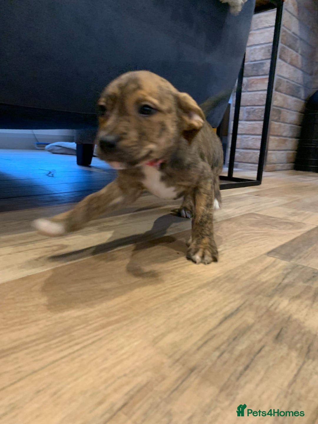Mixed Breed dogs for sale: Staffordshire bull terrier x lab pups - Advert 6