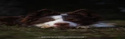 Border Collie dogs for stud: Chase border collie for stud PROVEN/HEALTH TESTED - Advert 2