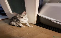 Bengal cats for sale: Very clever Bengal Kitten – Silver Male  - Image 4