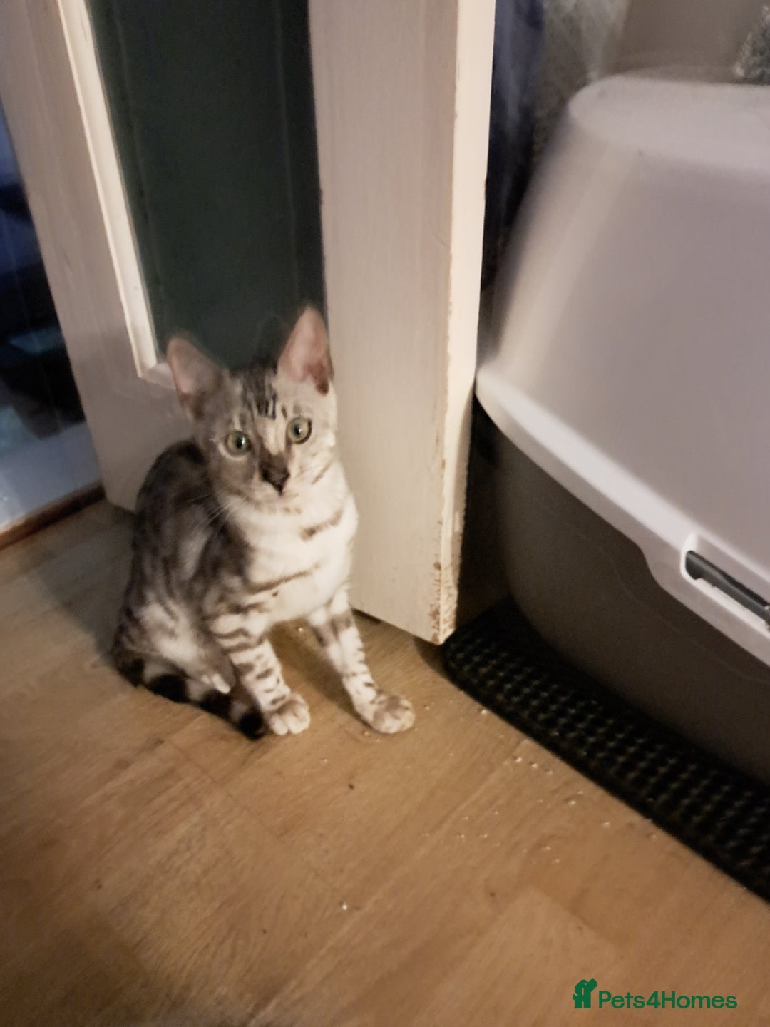 Bengal cats for sale: Very clever Bengal Kitten – Silver Male  - Image 4