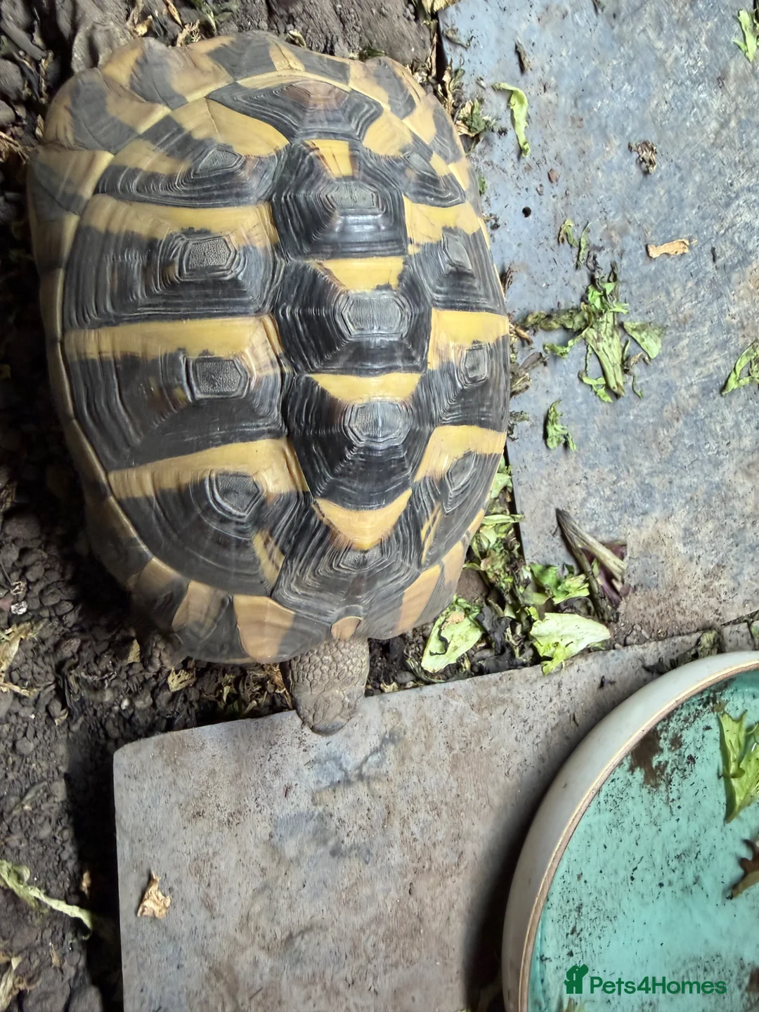 Hermann Tortoise reptiles for sale: Female Hermann Tortoise in Bournemouth - Advert 2