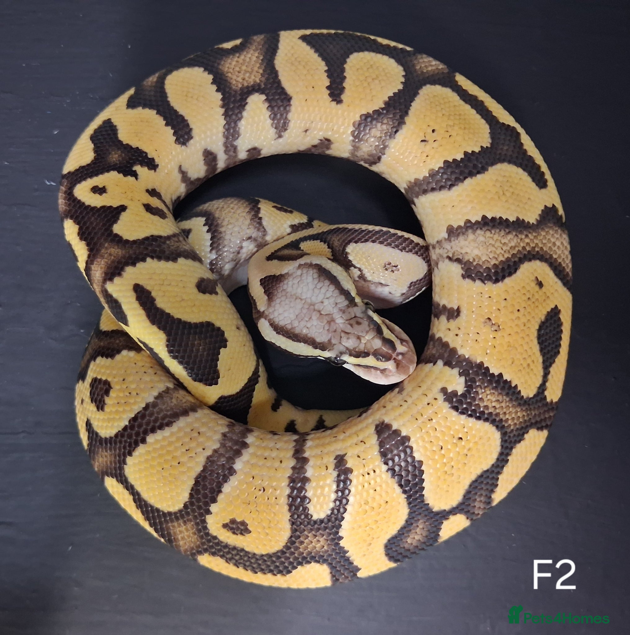 Python Snake reptiles Royal Pythons Male and Females  - Advert 2