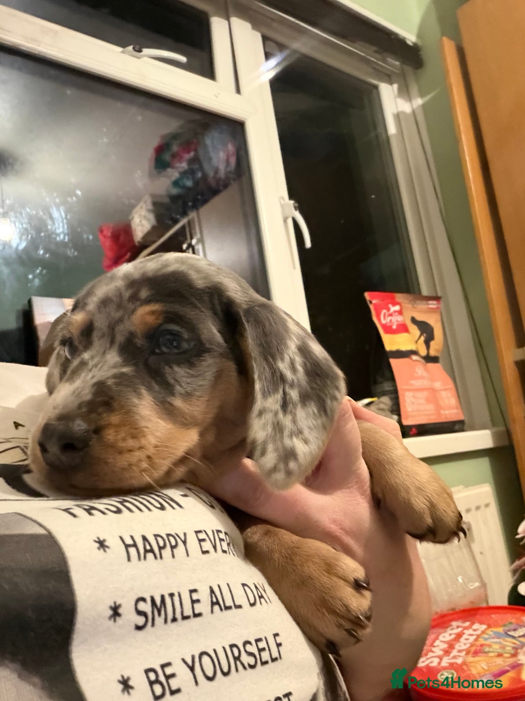 Dachshund dogs for sale: Isabella, pied, dapple dachshund - Advert 5