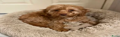 Cavapoo 2