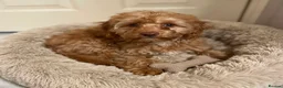 Cavapoo dogs for sale: My beautiful cava poo puppies in London - Advert 4
