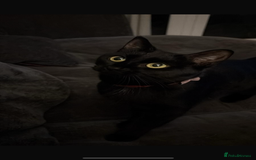 Mixed Breed cats for sale: Male tuxedo kitten for sale - Advert 1