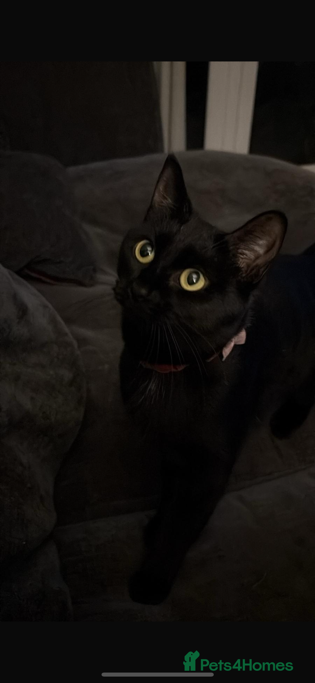 Mixed Breed cats for sale: Male tuxedo kitten for sale - Advert 1