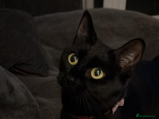 Mixed Breed cats Male tuxedo kitten for sale - Advert 16