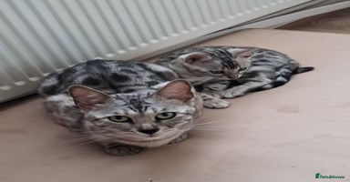 Bengal cats - Advert 7