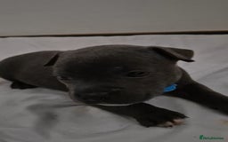 Staffordshire Bull Terrier dogs for sale: Blue staffs for sale £900 - Image 13