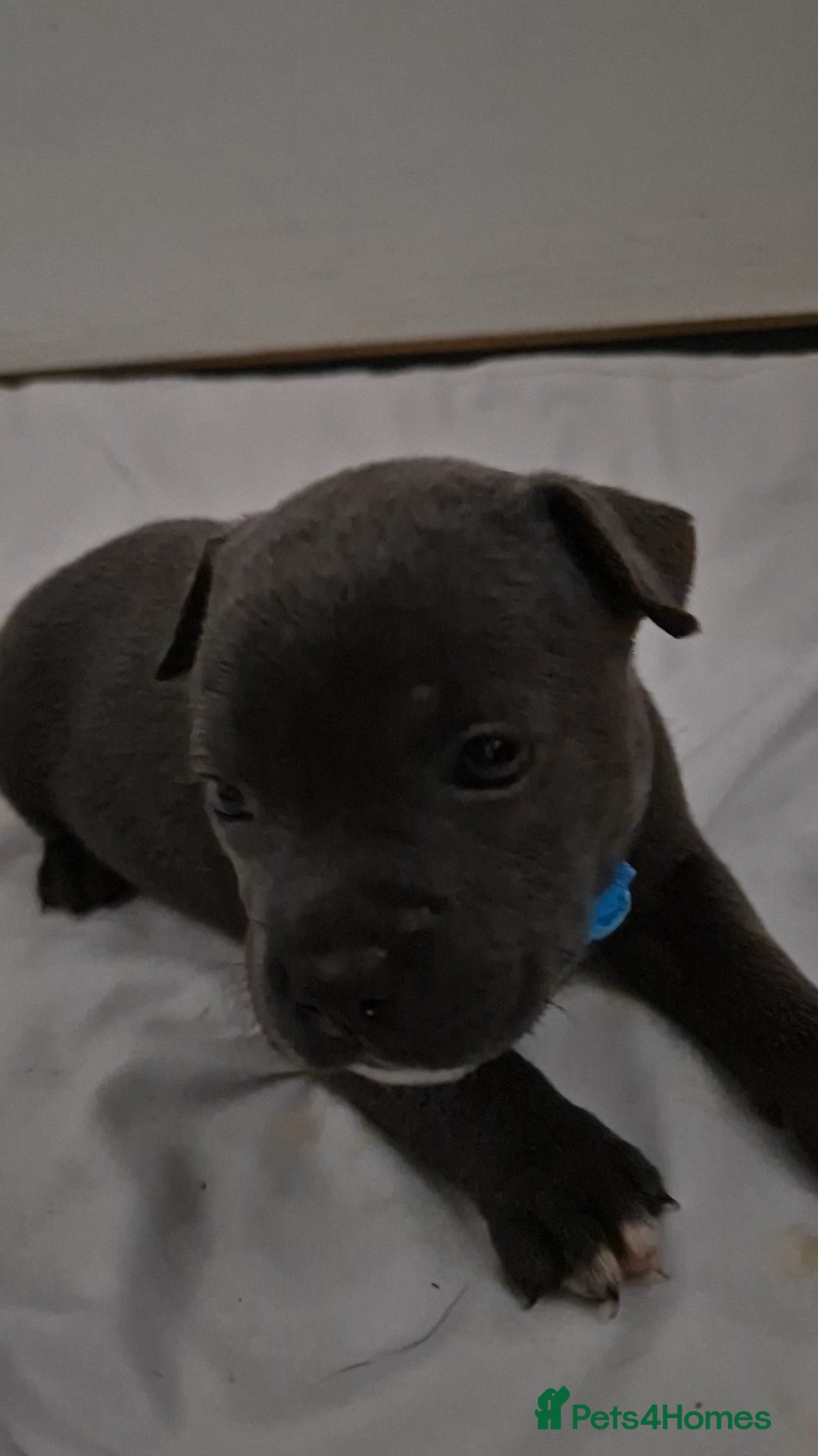 Staffordshire Bull Terrier dogs for sale: Blue staffs for sale £900 - Image 13