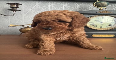 Toy Poodle dogs - Advert 4
