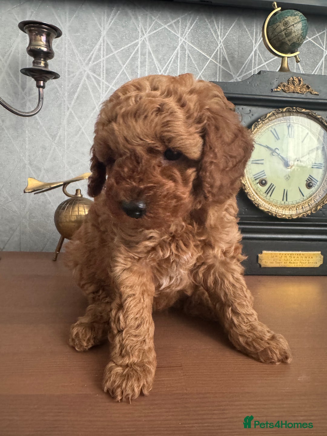 Toy Poodle dogs for sale: Red Toy poodle  - Image 3