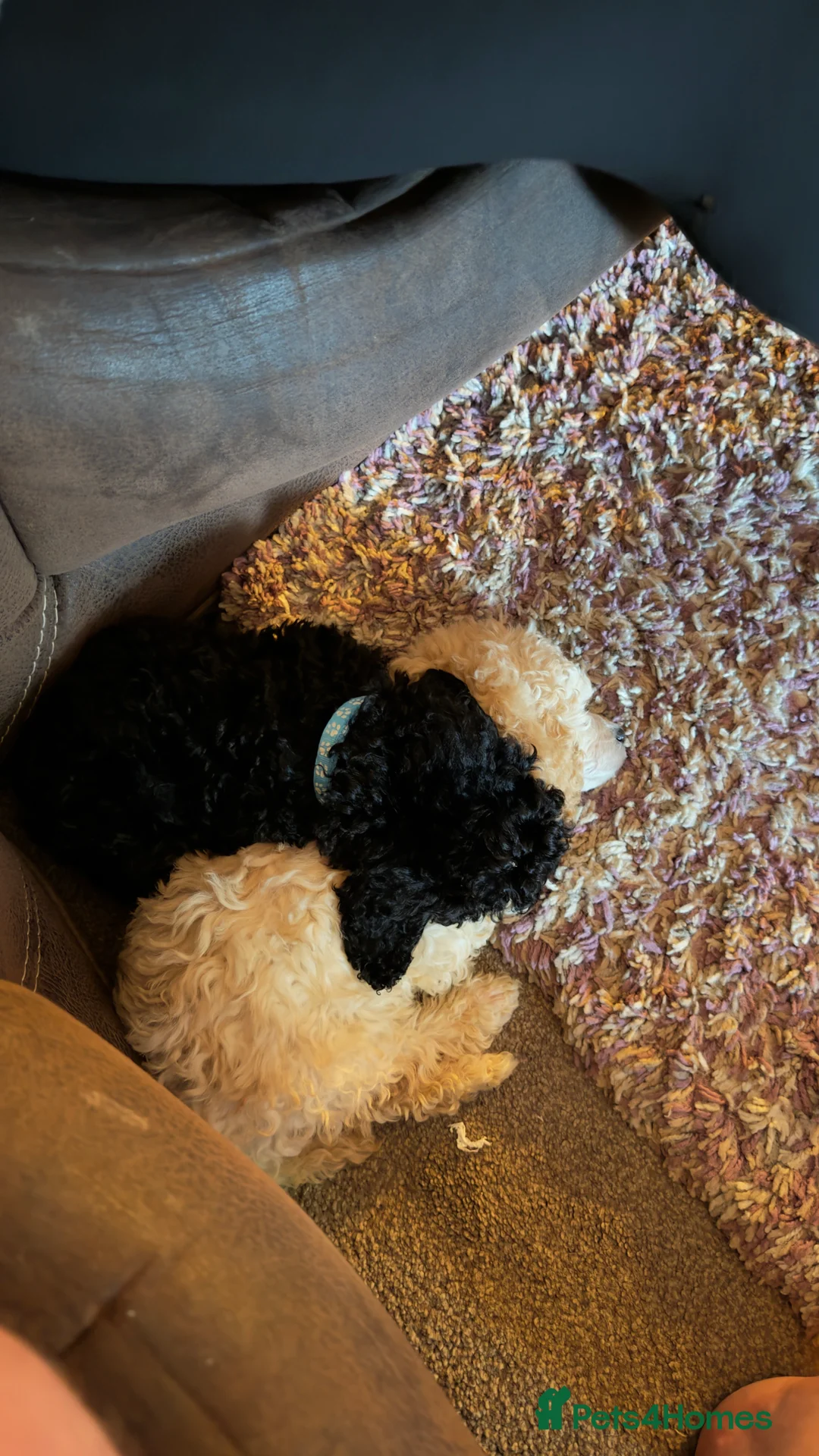 Miniature Poodle dogs for sale: Beautiful Miniature Poodles Puppies!!  - Advert 6