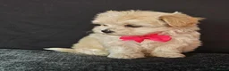 Maltipoo dogs for sale: Maltipoo Miny ready to Leave soon - Advert 25