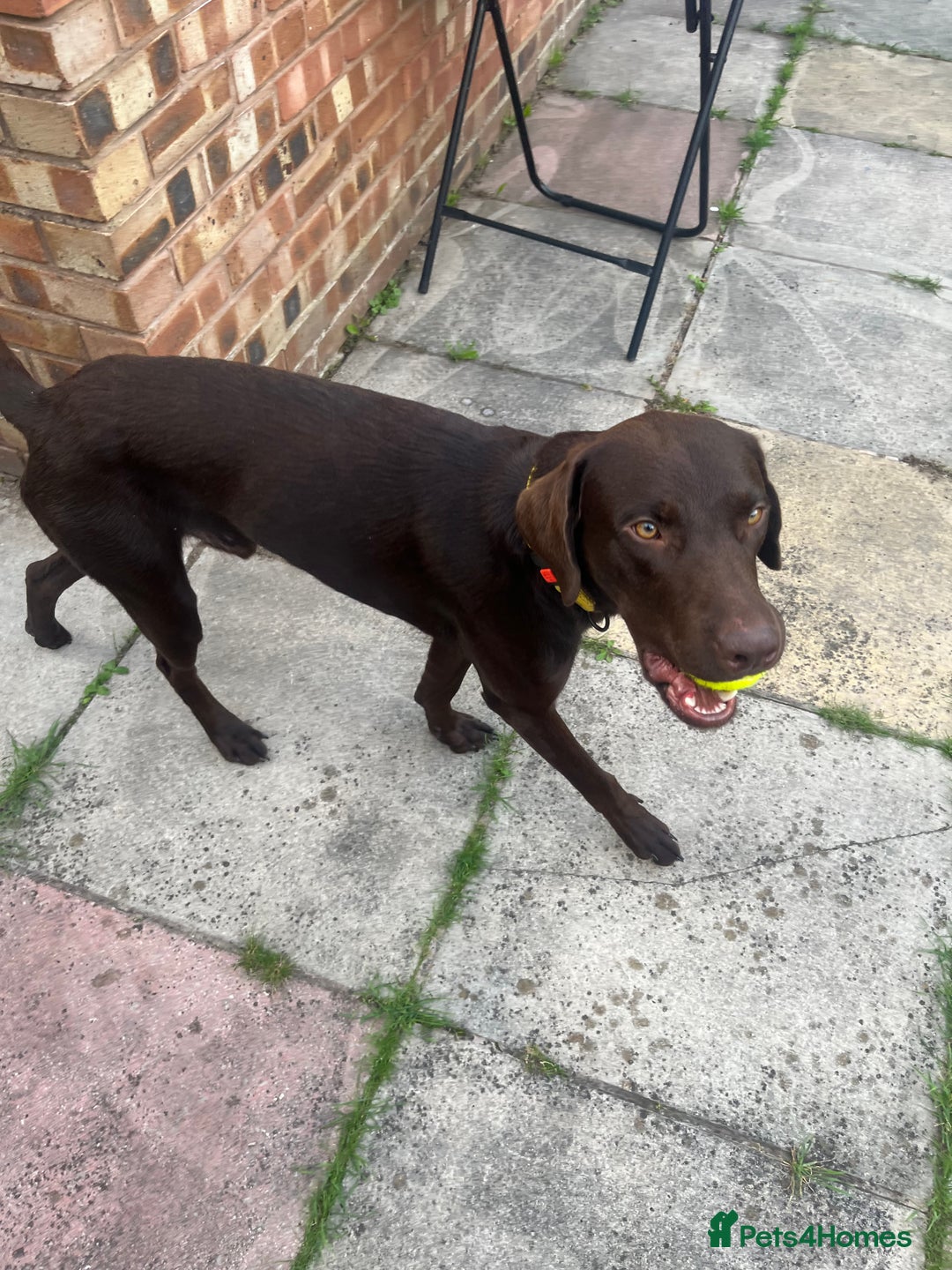 Labrador Retriever dogs for sale: New 5* home required  - Image 3