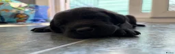 Labrador Retriever dogs for sale: KC REGISTERED GORGEOUS LABRADOR PUPPIES - Advert 9