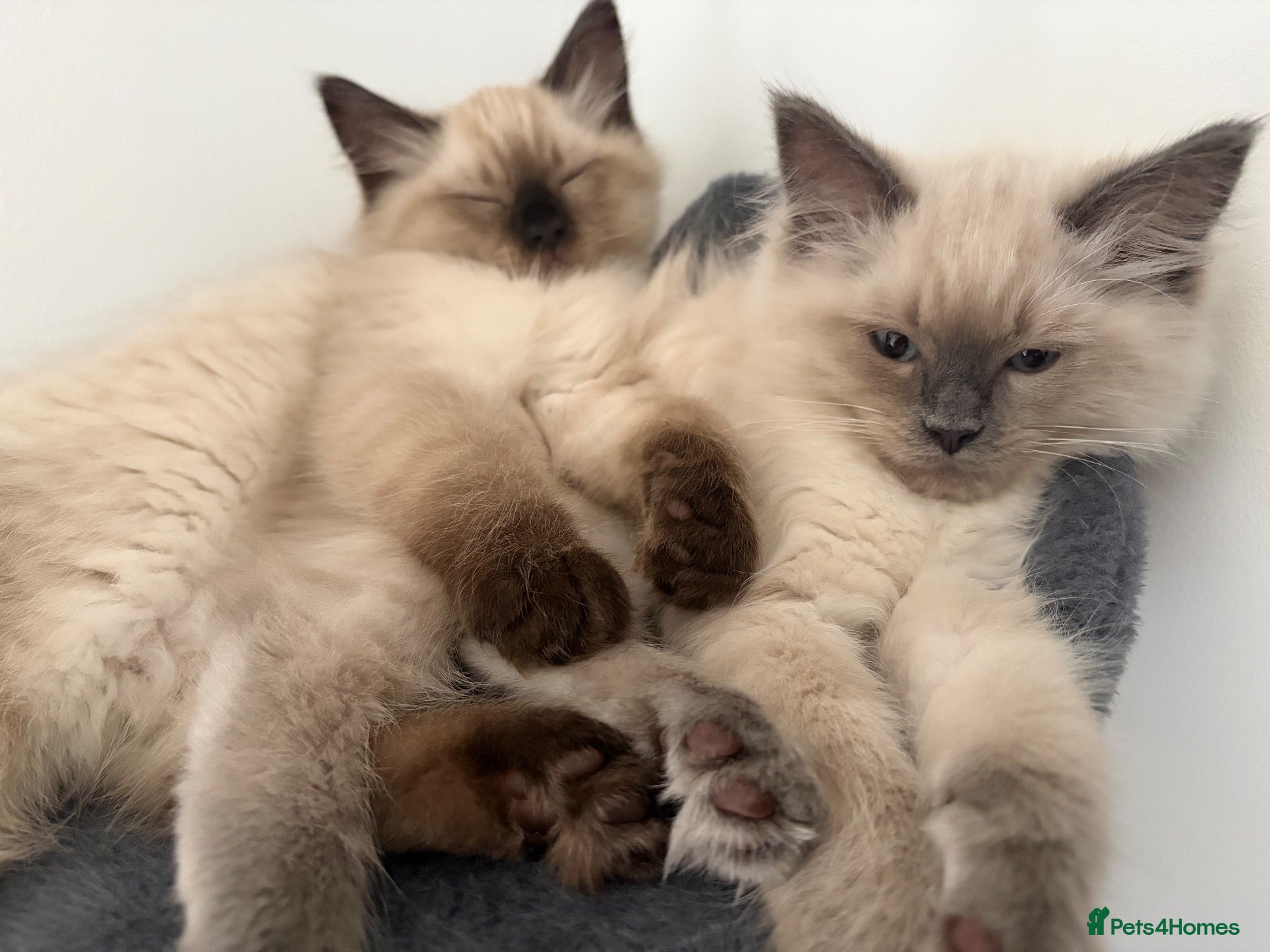 Ragdoll cats Ragdoll kittens age 17 weeks ready now  - Advert 1