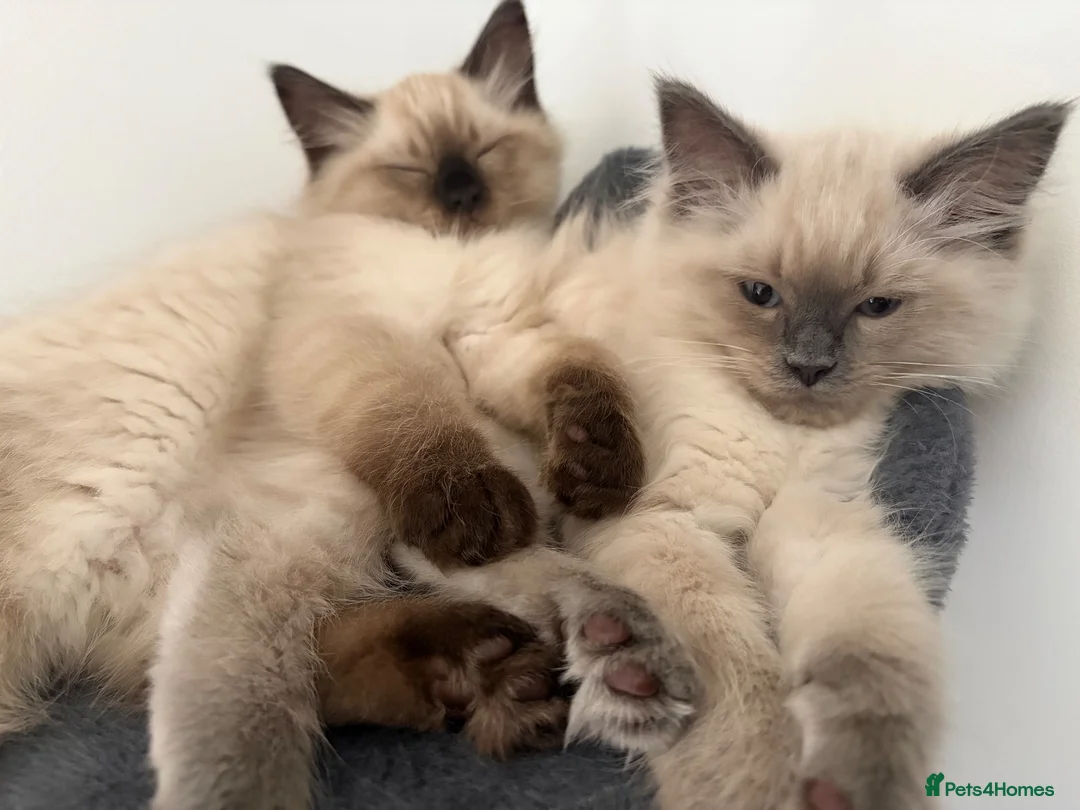 Ragdoll cats for sale: Ragdoll kittens age 17 weeks ready now  in Newtown - Advert 1