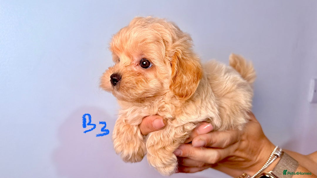 Maltipoo dogs for sale: ADORABLE TOY SIZE KOREAN SIRE F1 MALTIPOO PUPS  - Image 13
