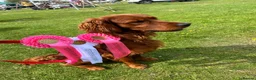 Mixed Breed dogs for stud: Golden Retriever x Irish Setter - Advert 10