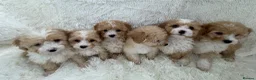 Maltipoo dogs for sale: 🐾 toy Maltipoo puppy’s 🐾 - Advert 6