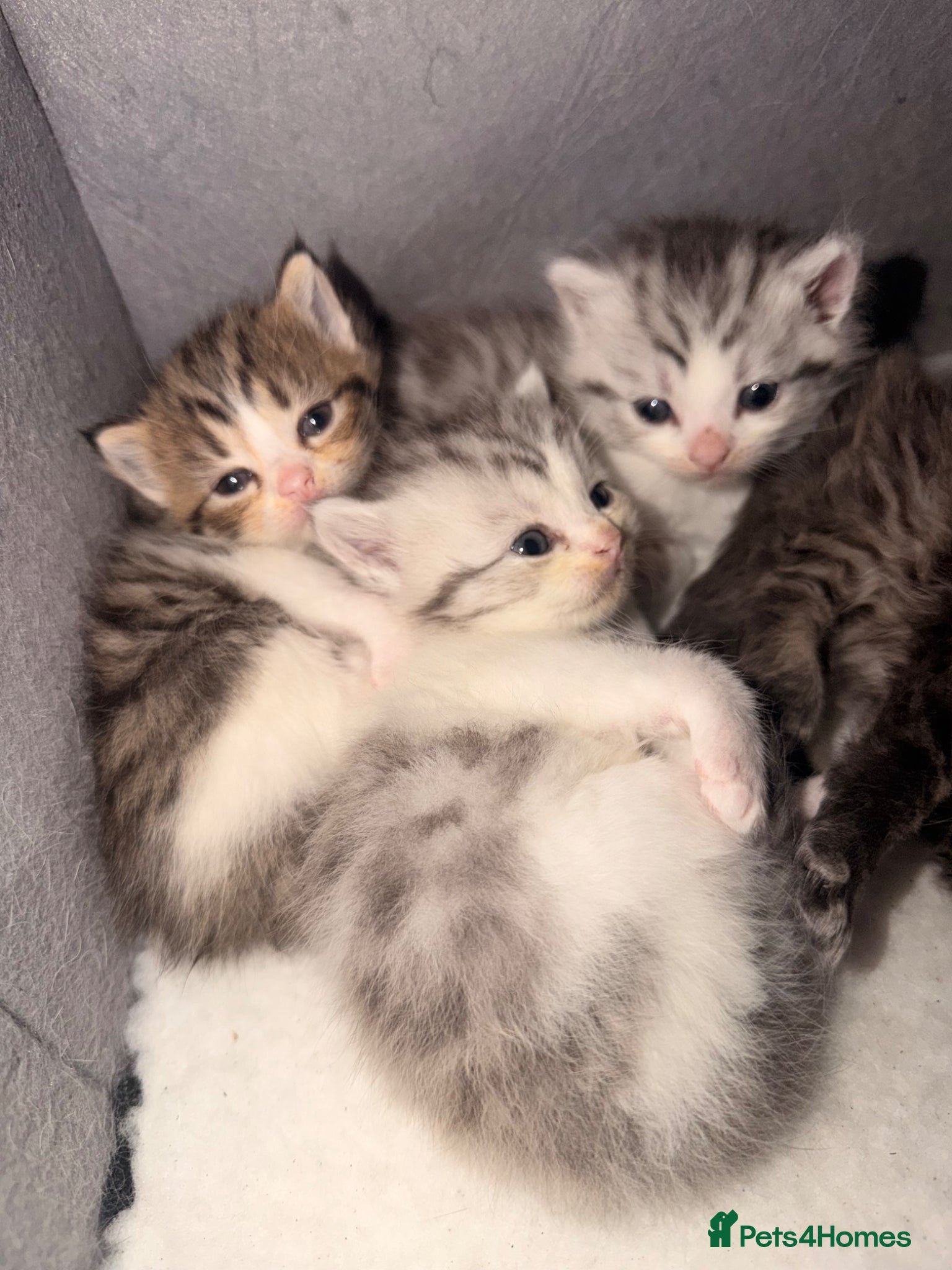 Persian cats Adorable Persian chinchilla mixed kittens  - Advert 4