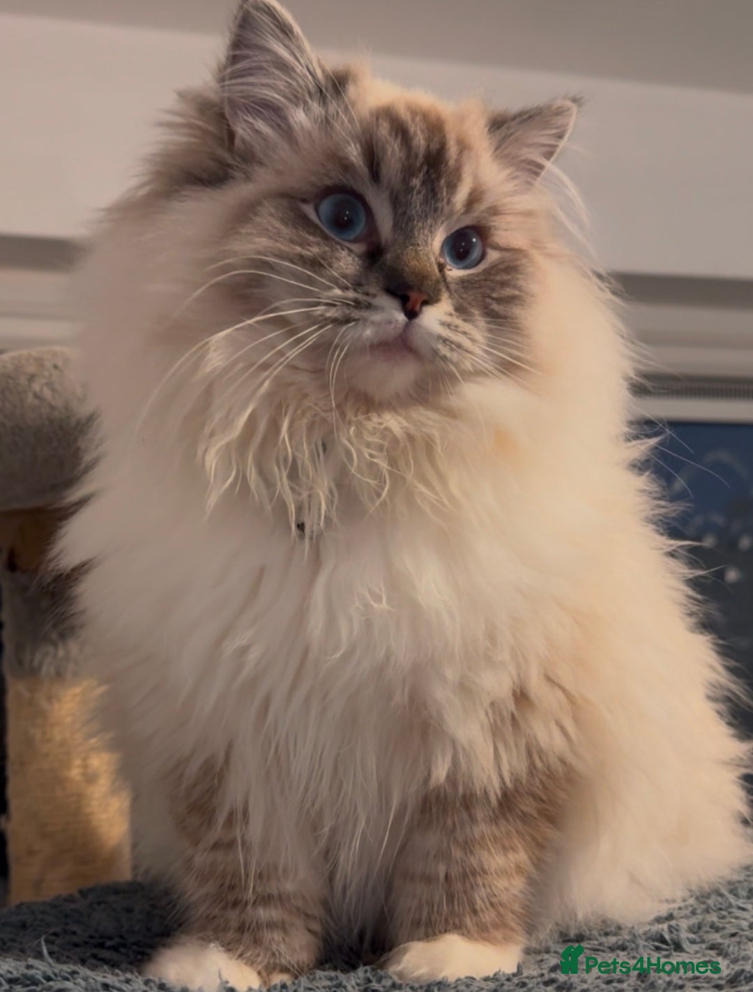Ragdoll cats for sale: Active Tica Champion blood Ragdoll kittens - Image 14