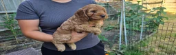 Cockapoo dogs for sale: Cockapoo Puppy Girl Ready Next Week Health Test  - Advert 4