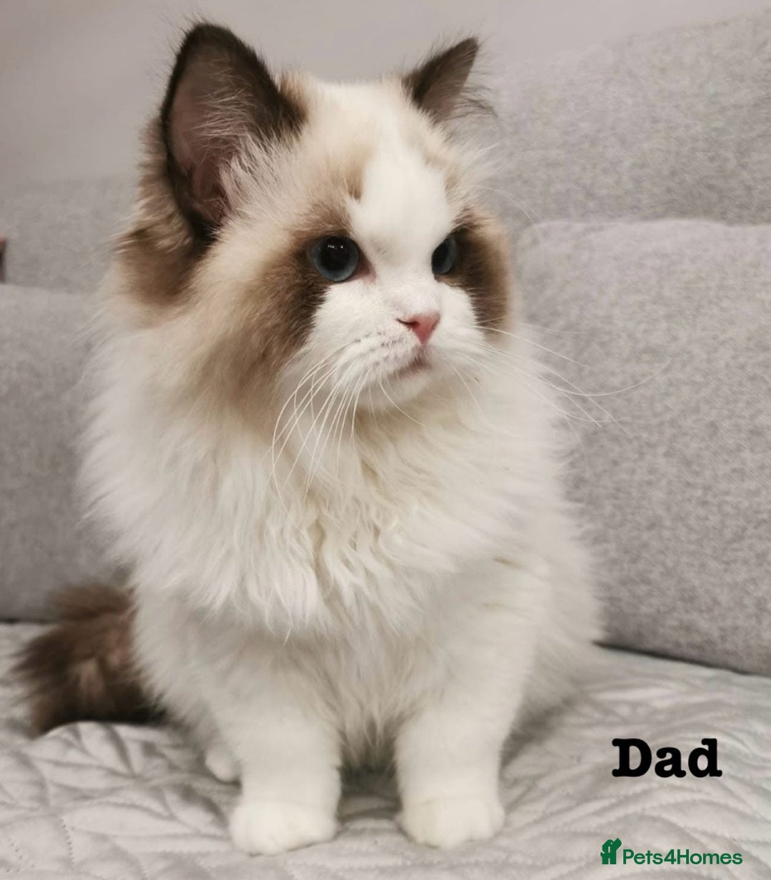 Ragdoll cats for sale: Active Tica Champion blood Ragdoll kittens - Image 10