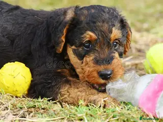 Airedale Terrier dogs Test Airedale's - Advert 11
