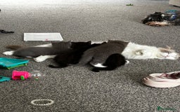 Ragdoll cats for sale: Ragdoll cross kitten (male) - Image 7