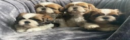 Shih Tzu dogs for stud: Show Quality Boy At Stud in Wakefield - Advert 7