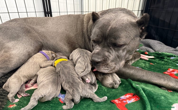 Cane Corso dogs - Advert 1