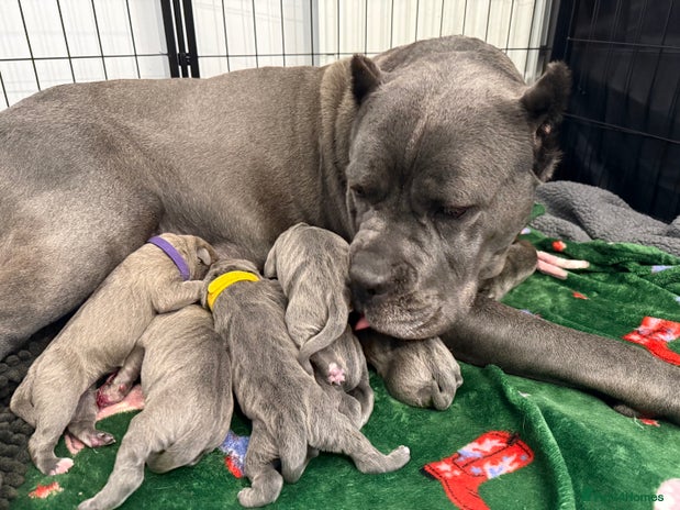 Cane Corso dogs - Advert 1