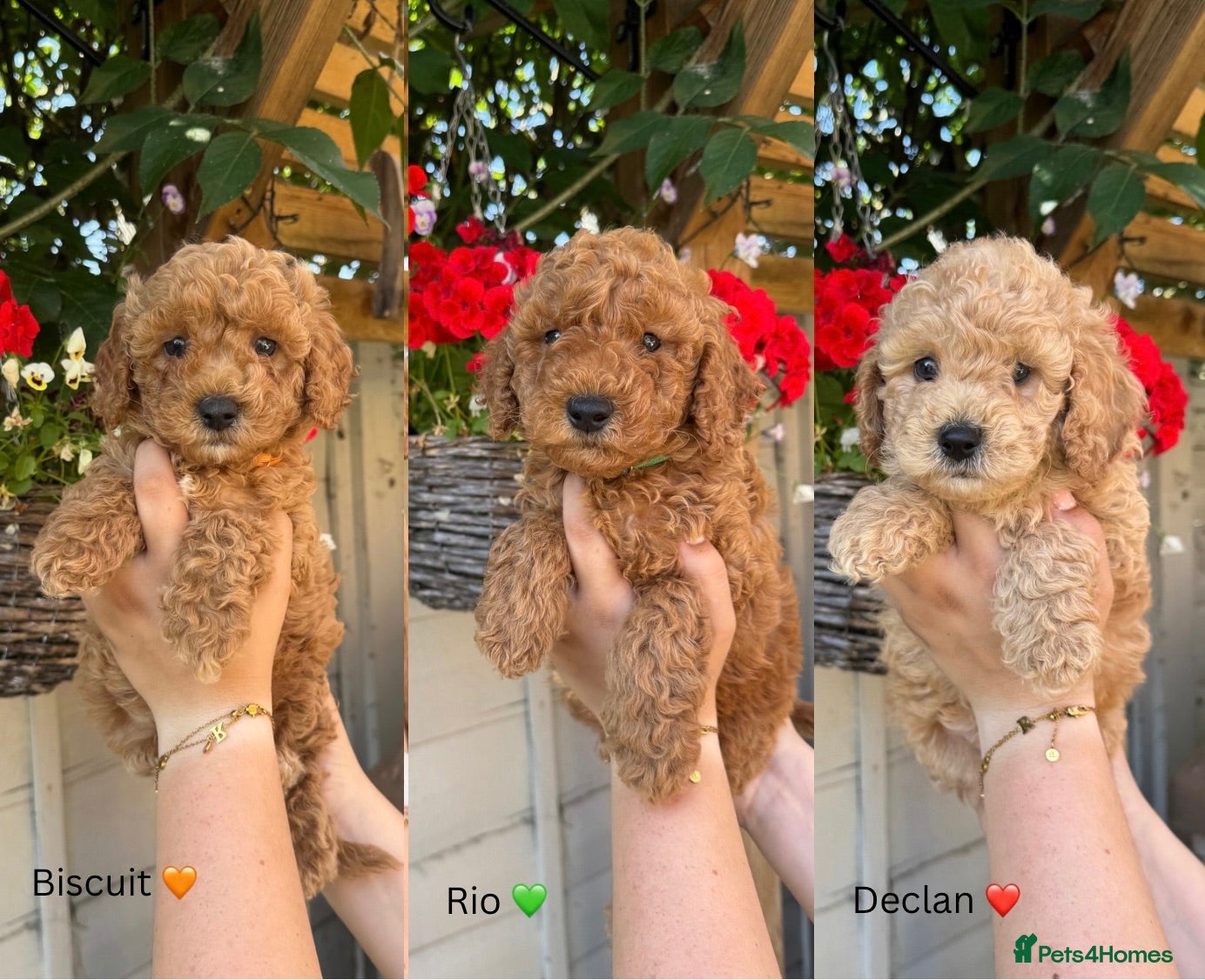 Poochon dogs DNA health tested Poochon Puppies 🐶  - Advert 1