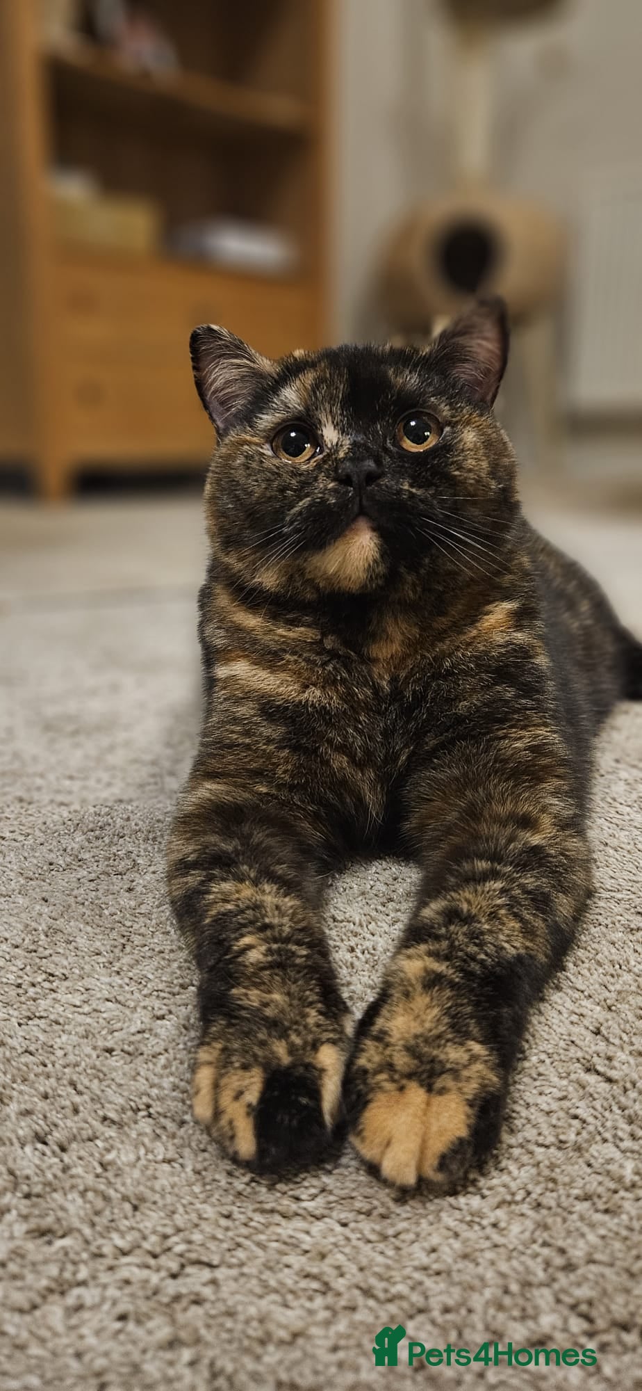 British Shorthair cats Beautiful British Shorthairs - Champion Parents  - Advert 2